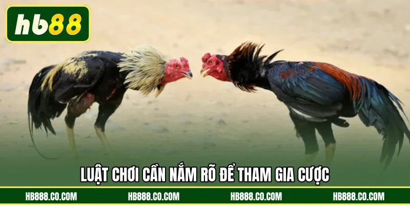 Luật chơi cần nắm rõ để tham gia cược