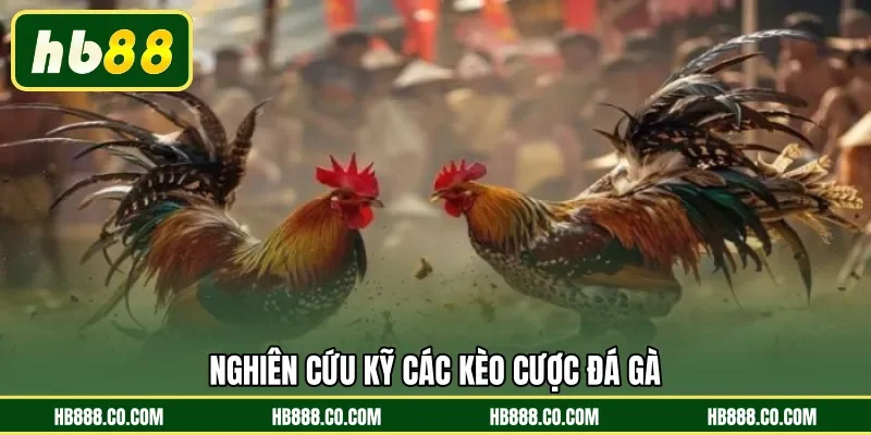 Nghiên cứu kỹ các kèo cược đá gà